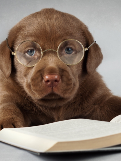 щенок, в очках, книга