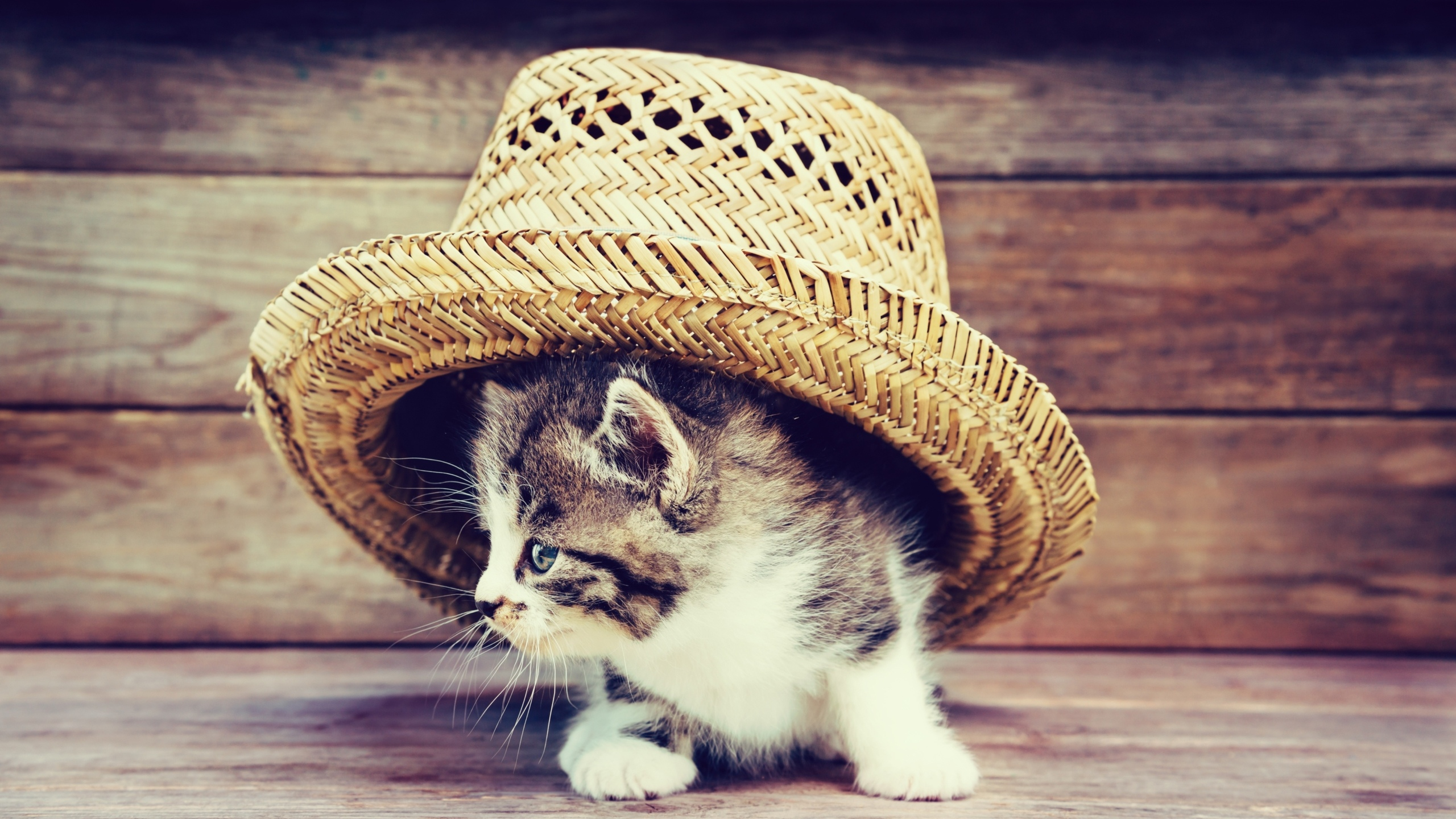 котенок, шляпа