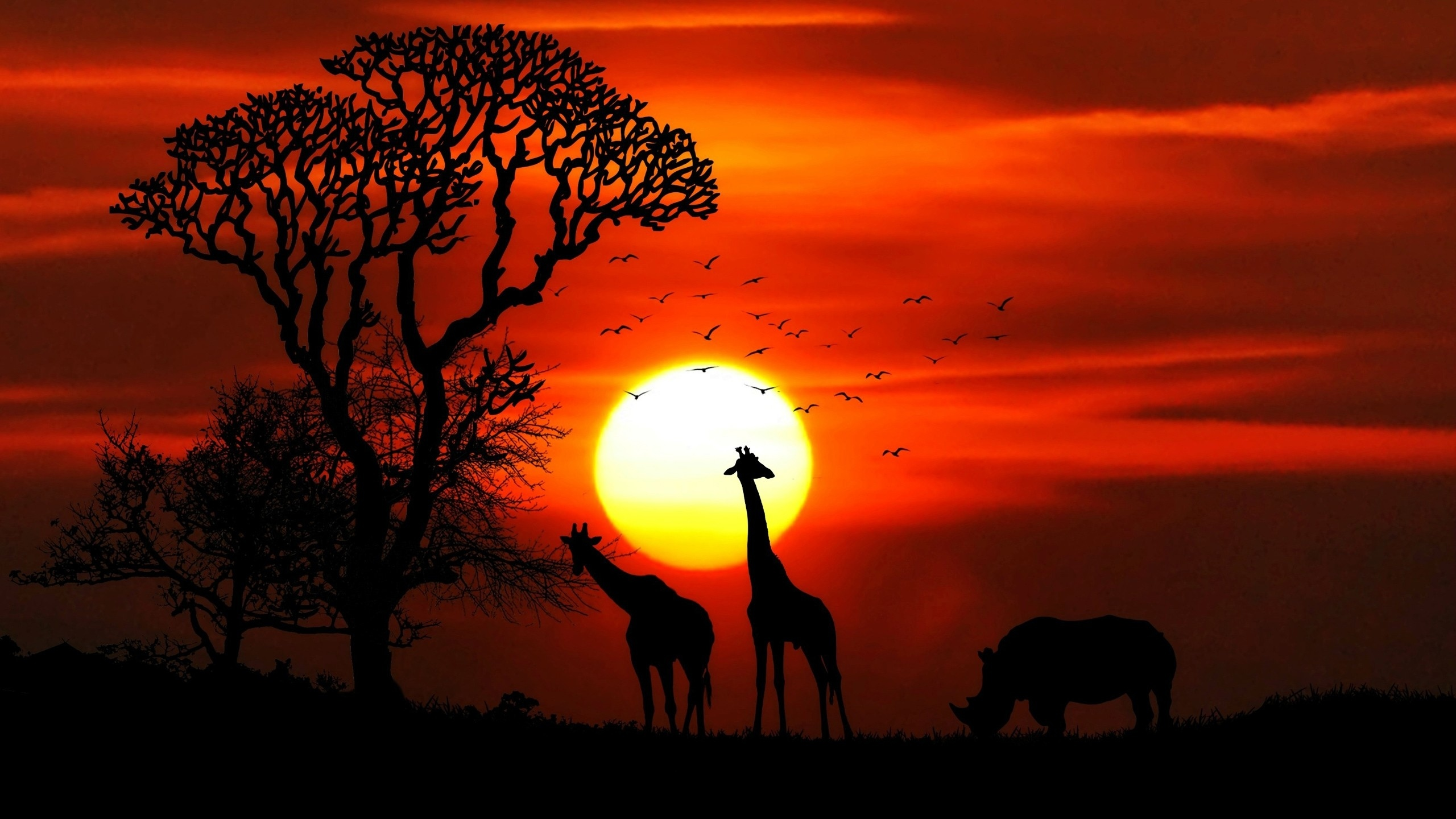 африка, закат, жирафы