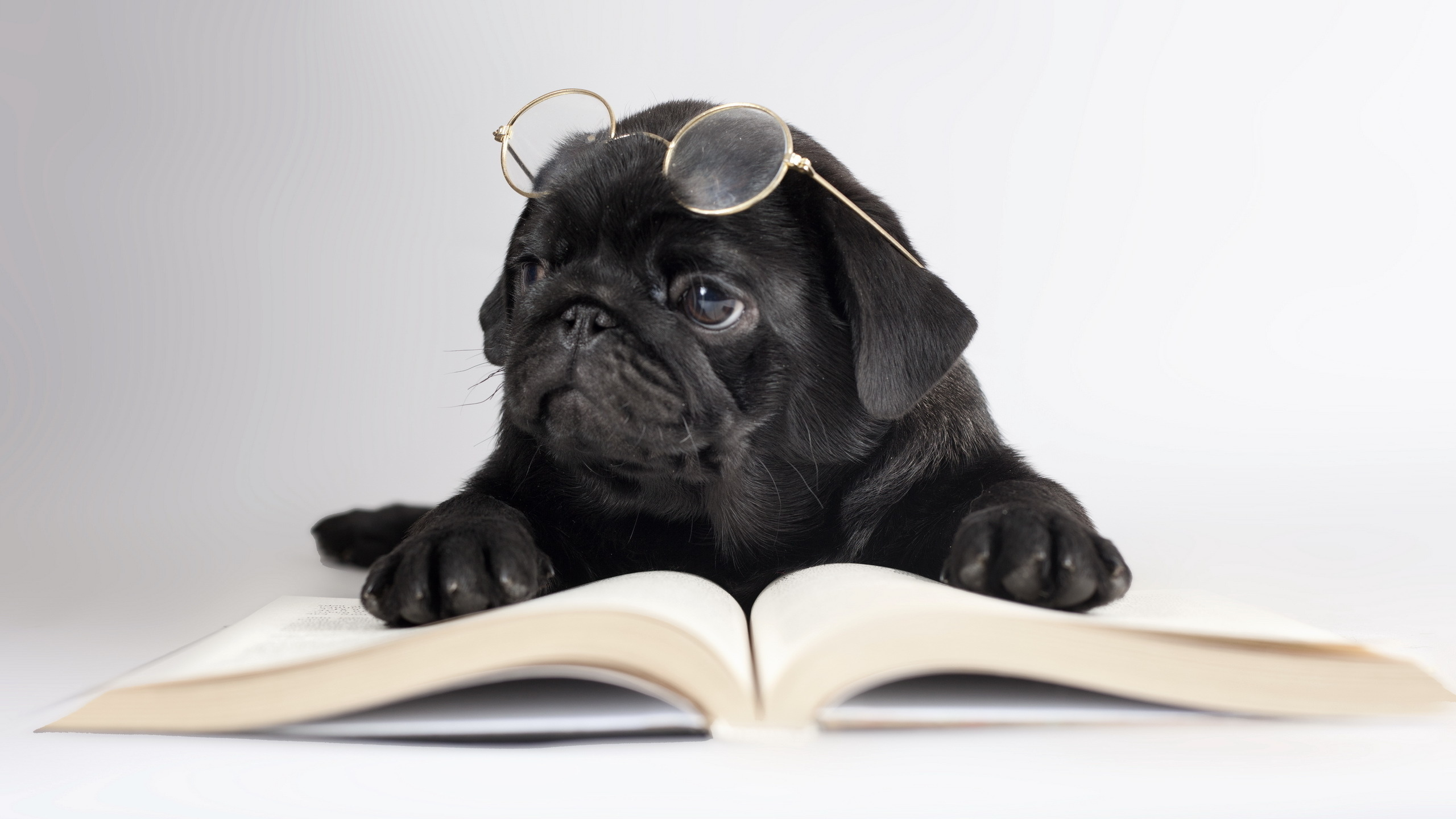 щенок, очки, книга
