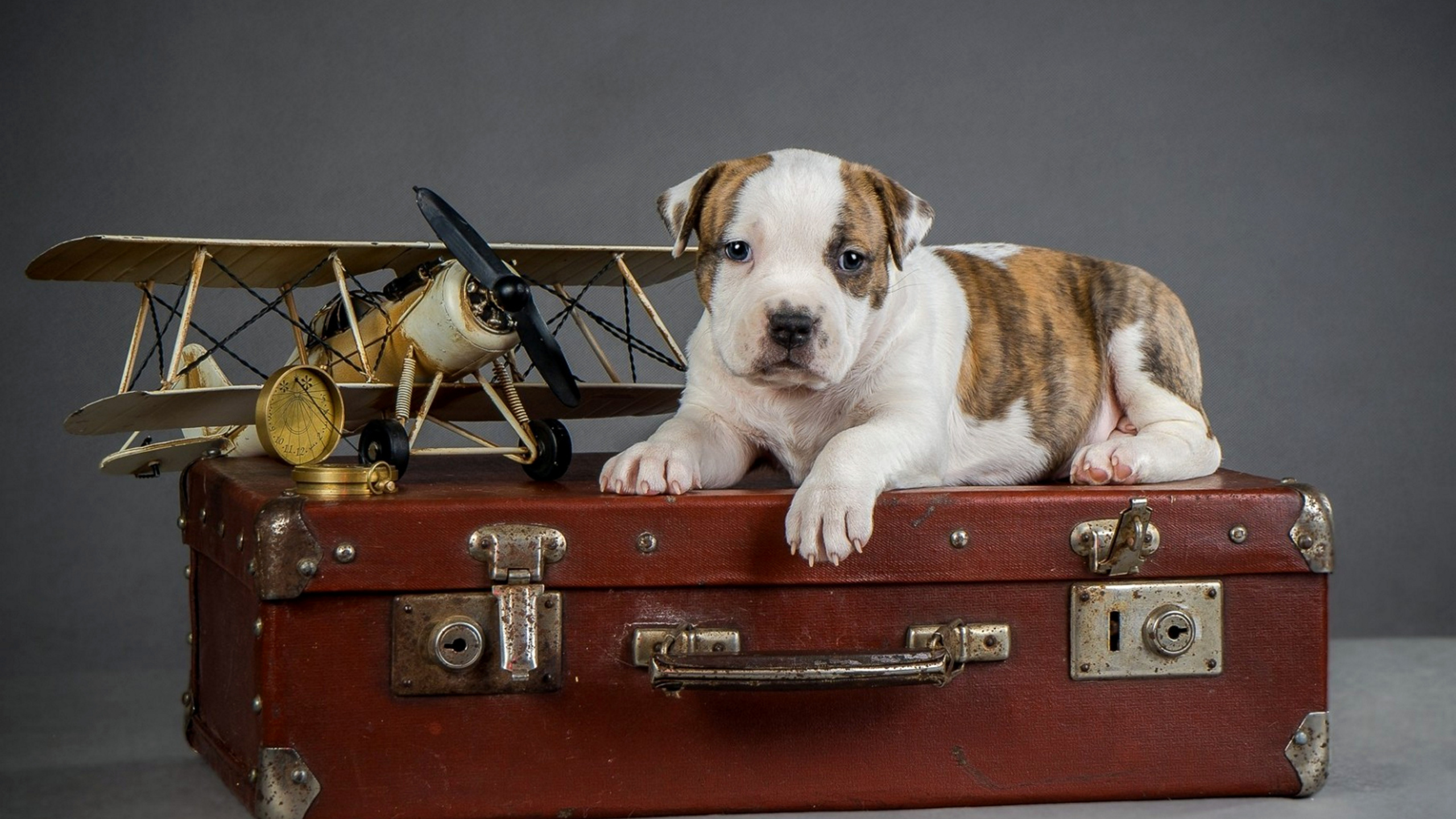 щенок, чемодан, игрушка, самолёт