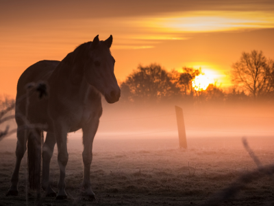 поле, закат, лошадь