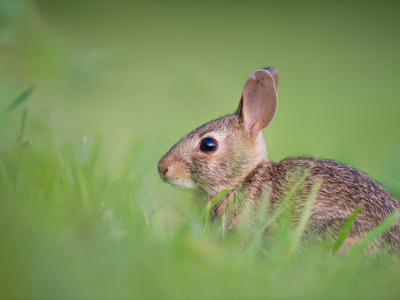 кролик, пушистый, в траве