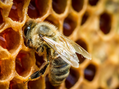 пчела, соты, мед