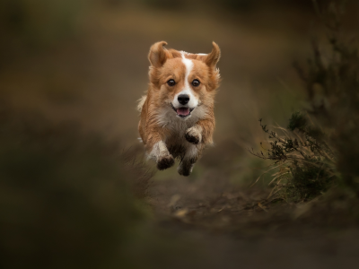 собака, пёс, полёт, прыжок
