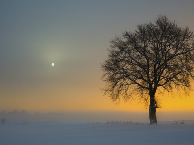 зима, снег, дерево, солнце