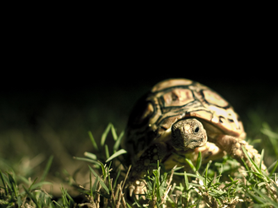 черепаха, в траве