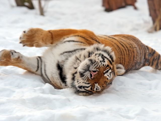 тигр, лежит, на снегу