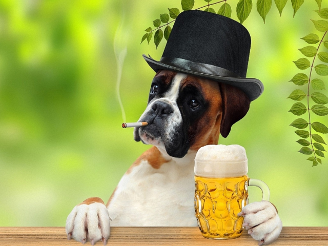 собака, сигара, пиво