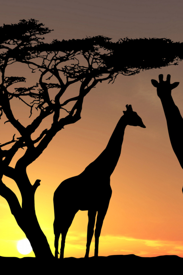 африка, закат, жираф