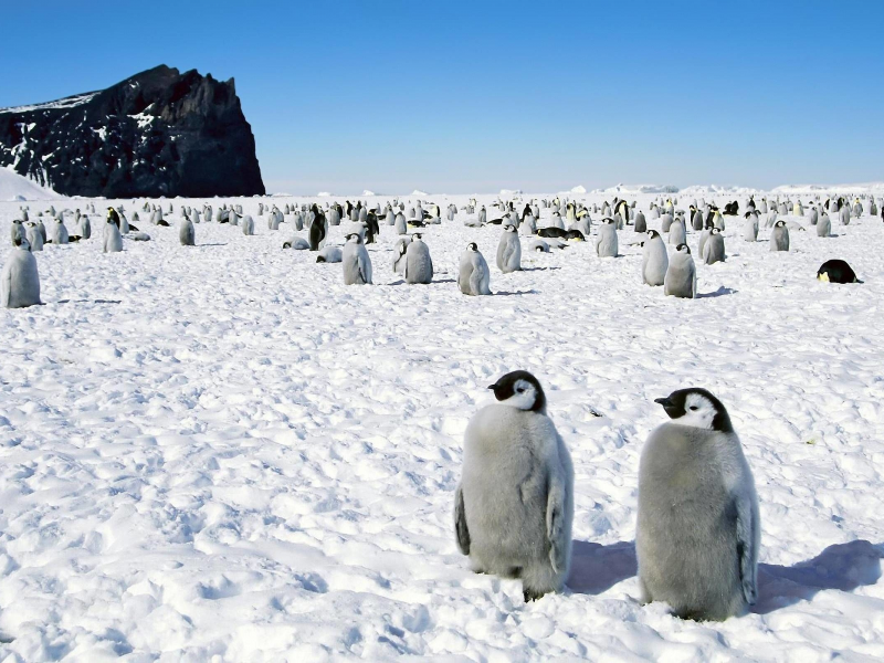 пингвины, снег