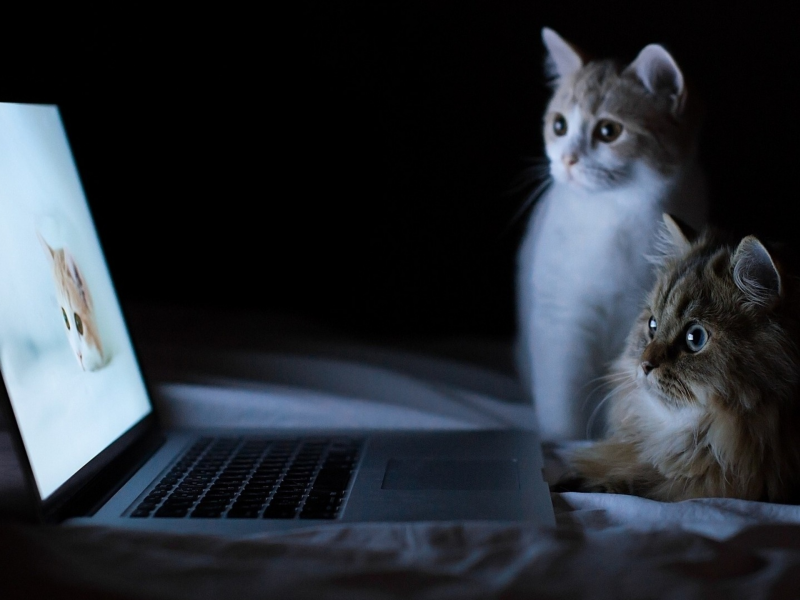 кошки, ноутбук, фото
