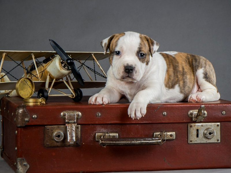 щенок, чемодан, игрушка, самолёт