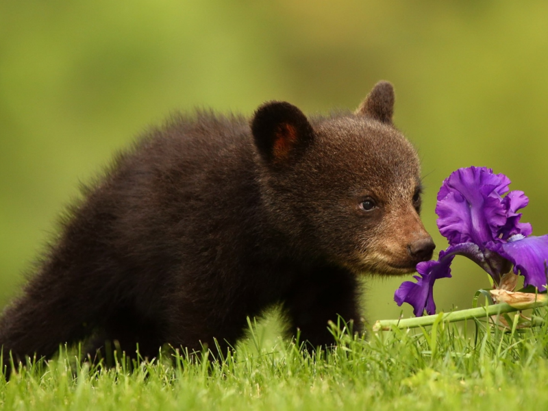 медвежонок, маленький, нюхает, цветок