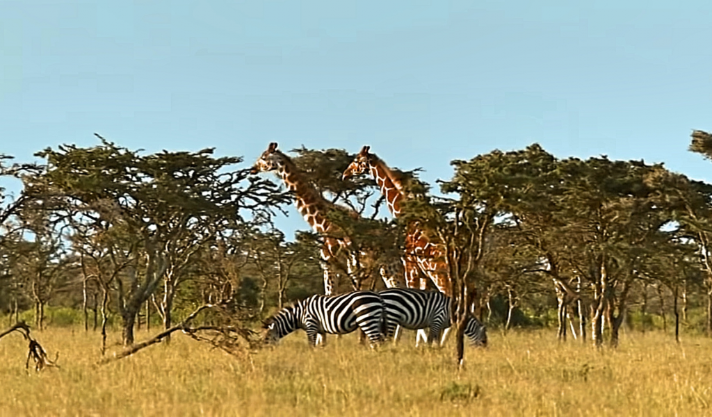 природа, жирафы, зебра, деревья