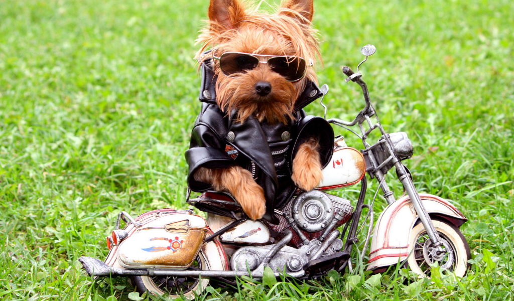 собака байкер, мотоцикл
