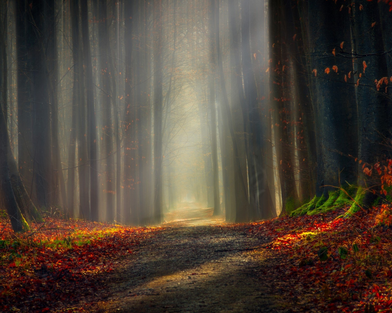 forest, outdoor, nature, shadow, light