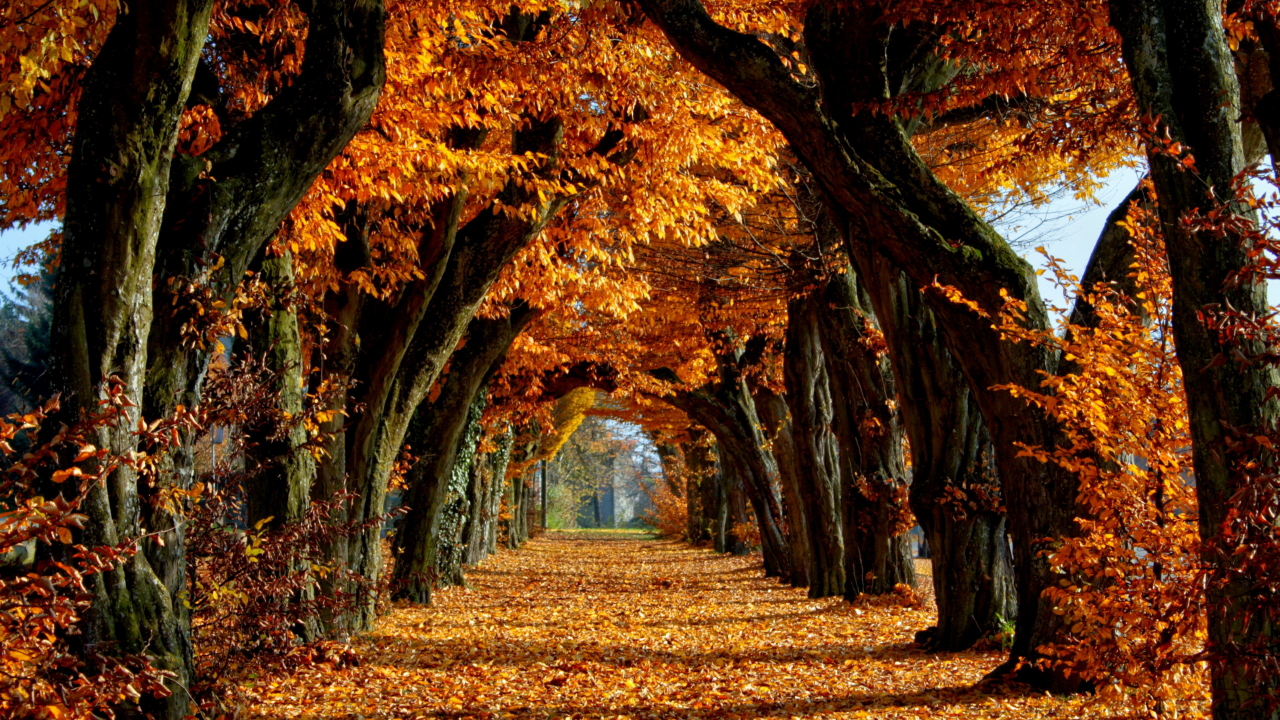 аллея, деревья, листопад, осень