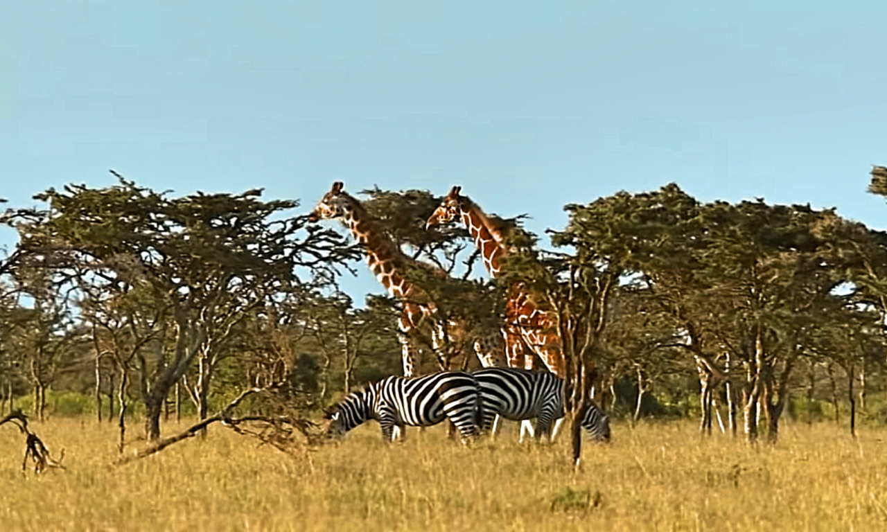 природа, жирафы, зебра, деревья