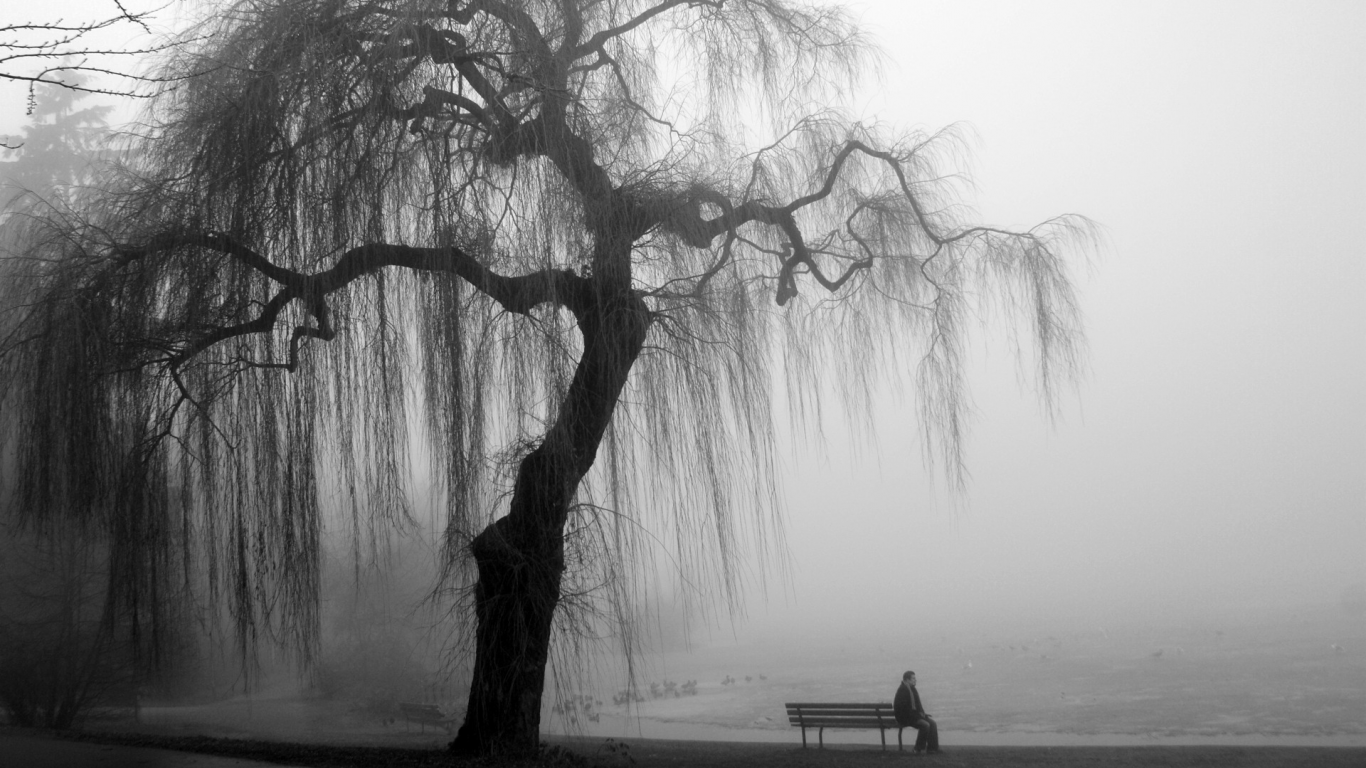 дерево, туман, лавочка, человек, сидит