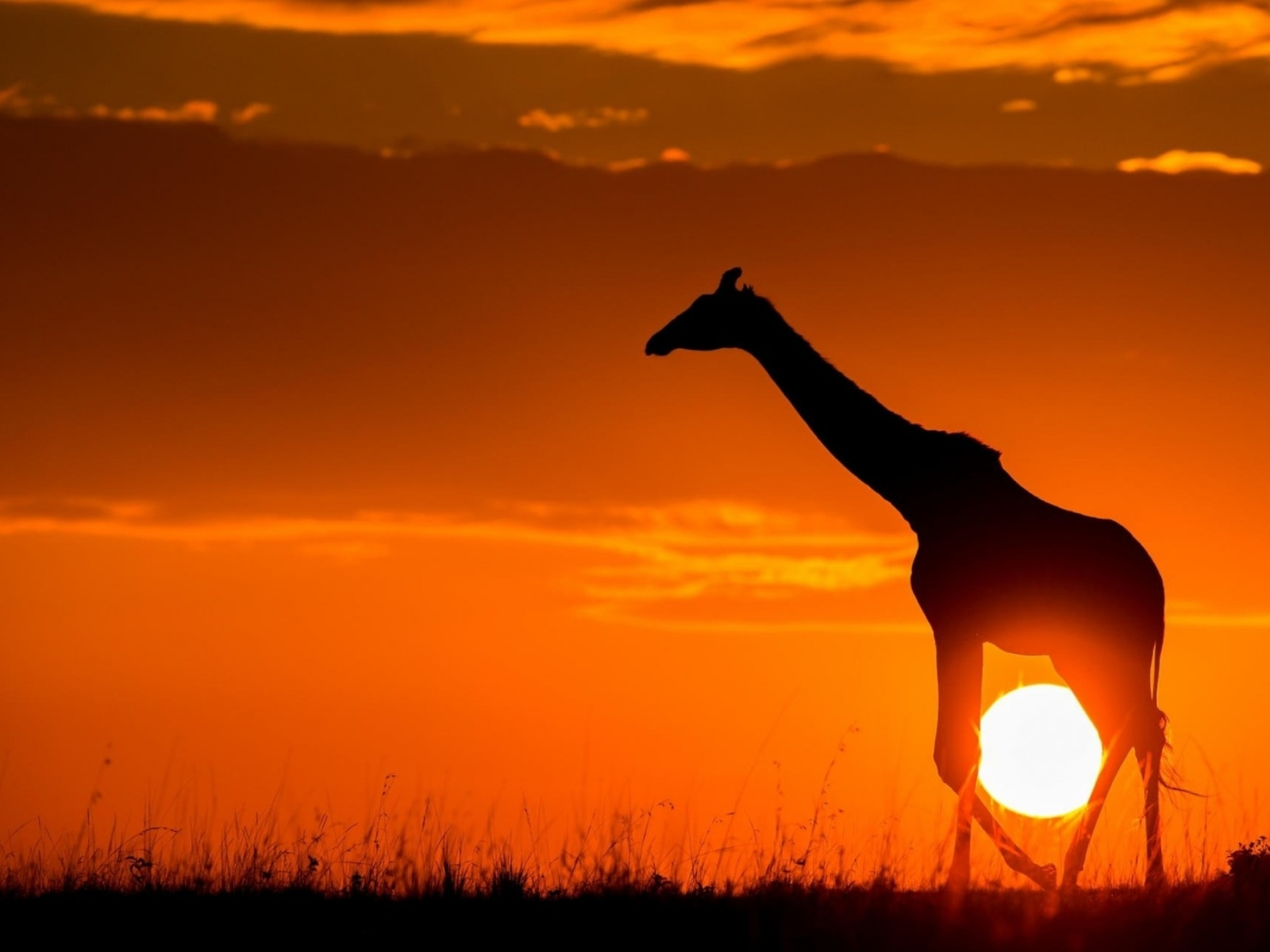 жираф, африка, солнце