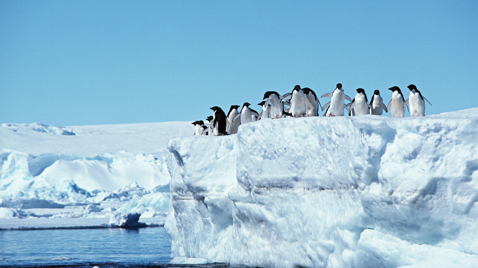 пингвины, айсберг, антарктида