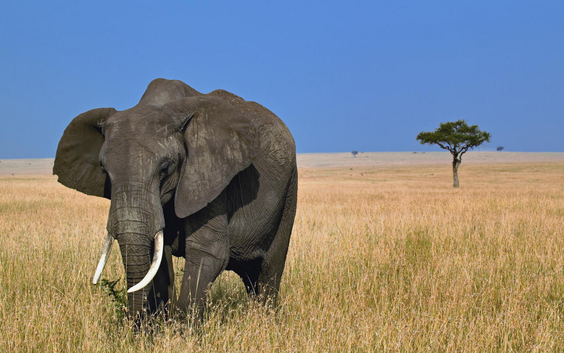 слон, африка, саванна