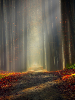 forest, outdoor, nature, shadow, light