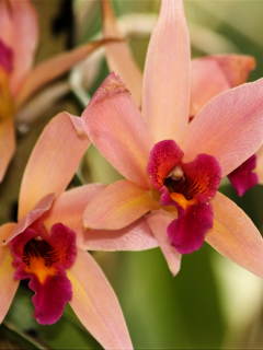 орхидеи, оранжевые орхидеи, цветы