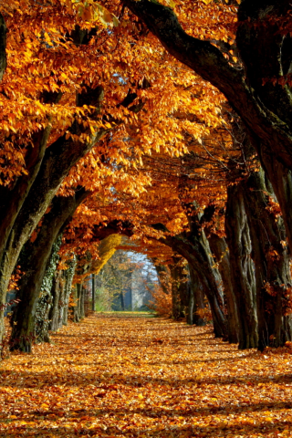 аллея, деревья, листопад, осень