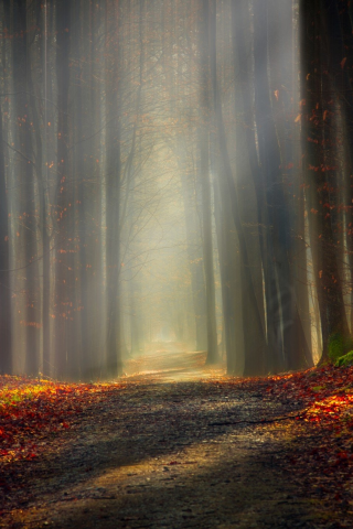 forest, outdoor, nature, shadow, light