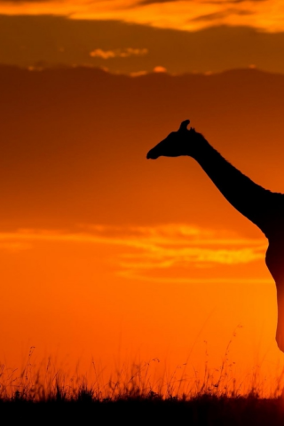 жираф, африка, солнце