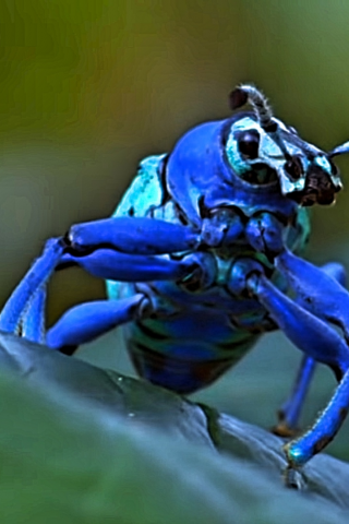 жук, голубой, на листе