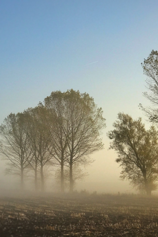поле, деревья, туман, утро