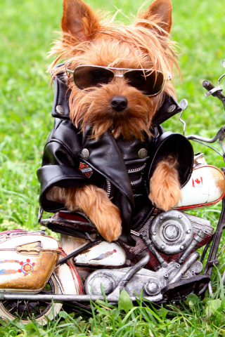 собака байкер, мотоцикл