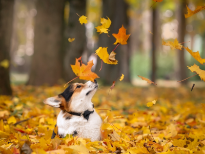 собака, парк, осень, листопад