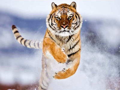 siberian tiger, nature, outdoor, snow