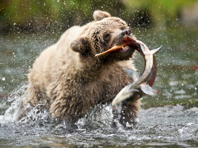 медведь, в реке, ловит, рыбу
