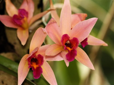 орхидеи, оранжевые орхидеи, цветы