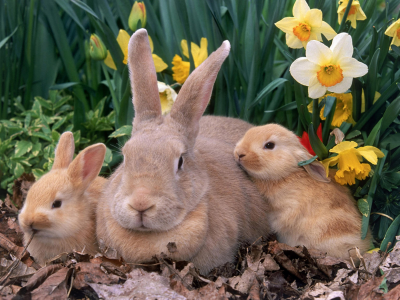 кролики, семья, в траве