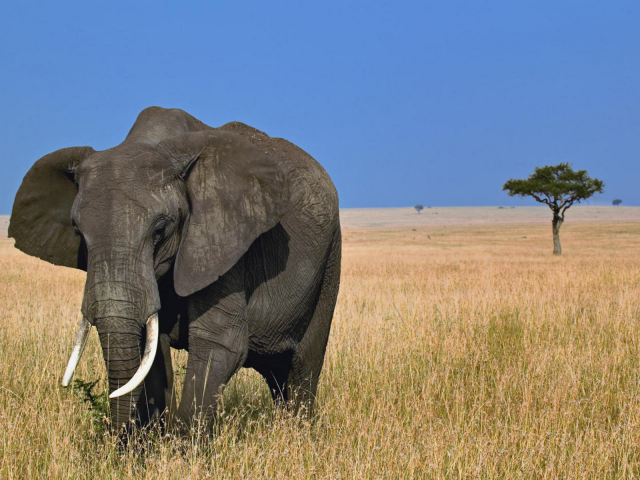 слон, африка, саванна