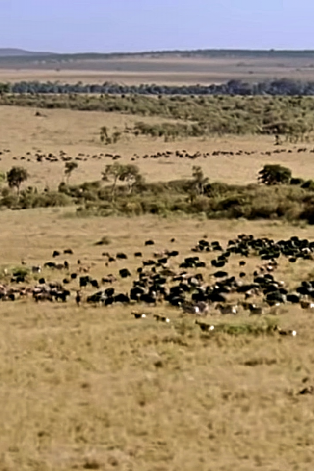 bbc, природа, саванна, стада, антилопы