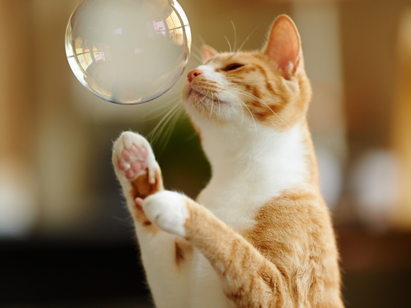 кот, мыльный пузырь