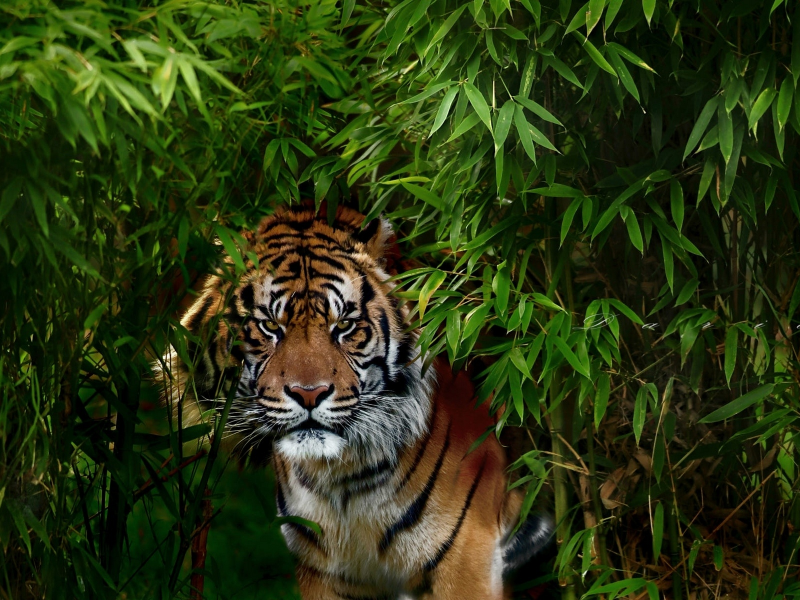 тигр, в кустах, спрятался
