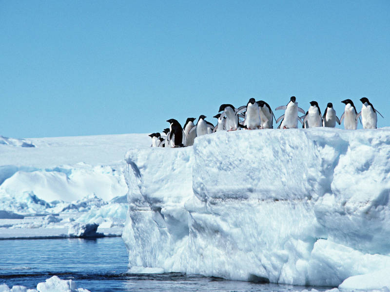 пингвины, айсберг, антарктида