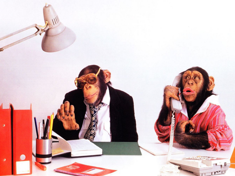 обезьяны, босс, секретарша