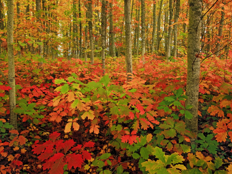 осень, лес, листья