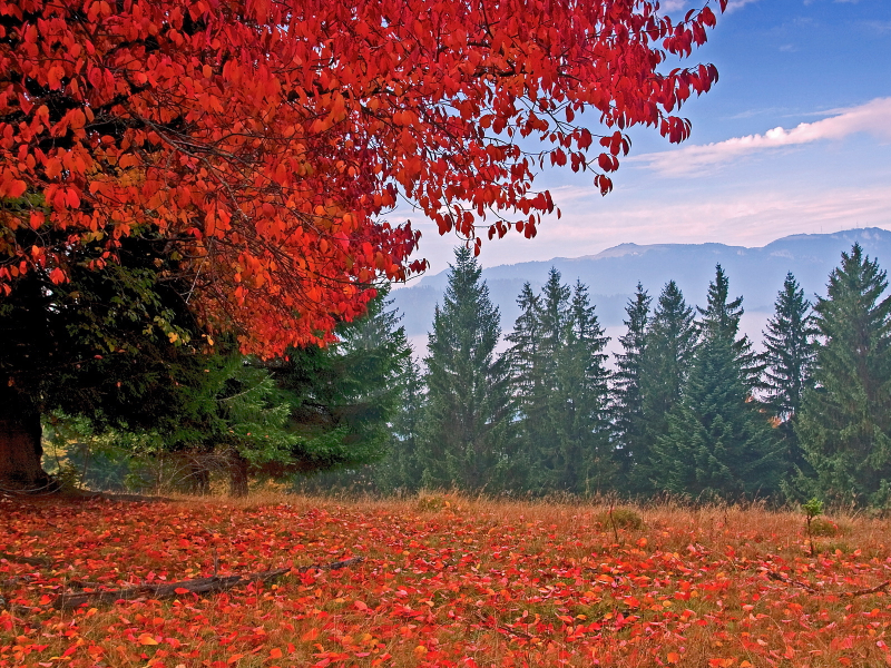деревья, листопад, осень