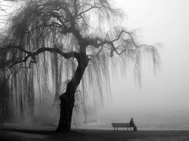дерево, туман, лавочка, человек, сидит