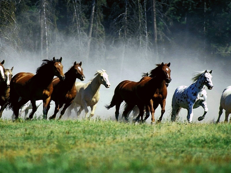 лошади, табун, поле